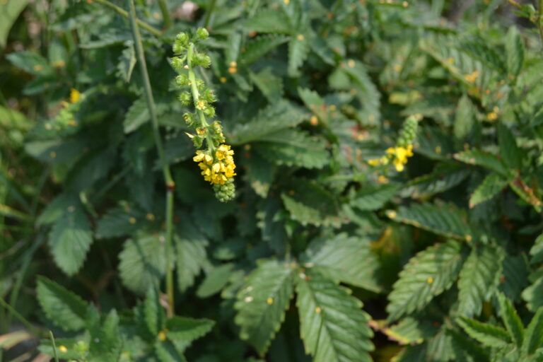 Power Struggles? Agrimony can help
