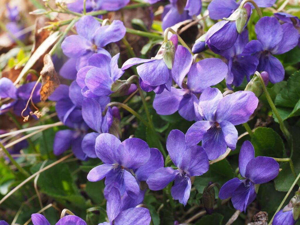 Violets